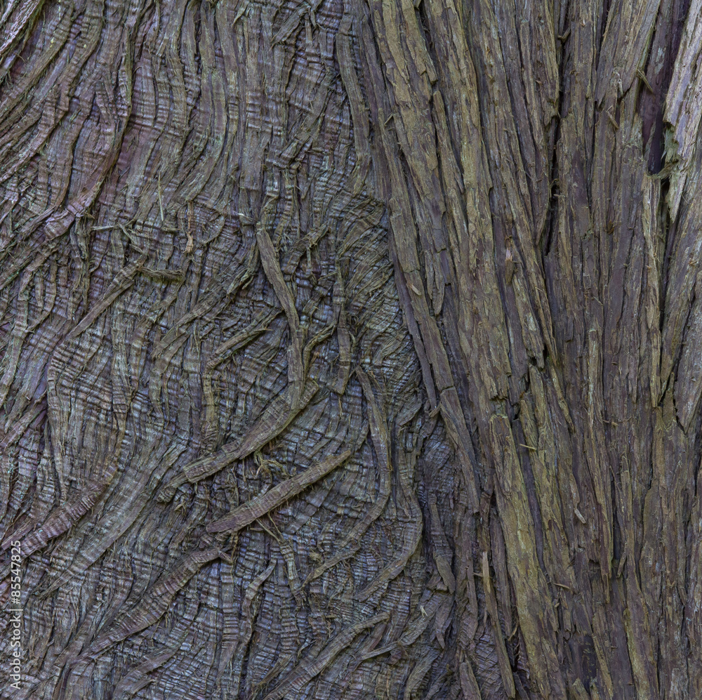 Closeup of Tree Bark for Abstract Textured Background Closeup of Tree Bark for Abstract Textured Background