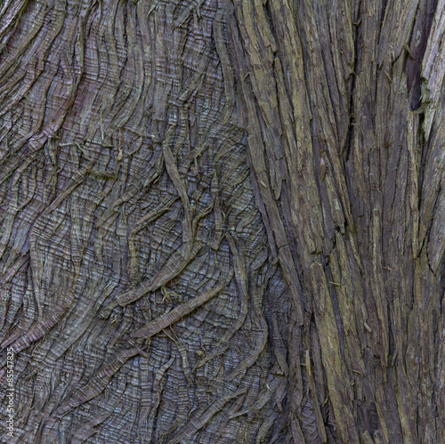 Closeup of Tree Bark for Abstract Textured Background © egschiller