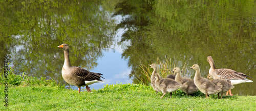 Fotografia, Obraz Geese Out For a Stroll by the Lake with Their Cute Chicks