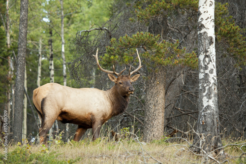 elk or wapiti cervus canadensis