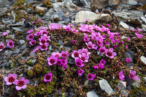 Arctic spring in south Spitsbergen