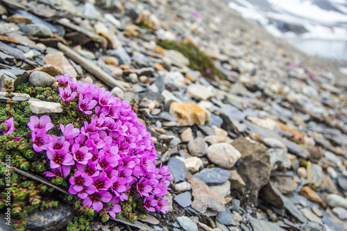 Arctic spring in south Spitsbergen