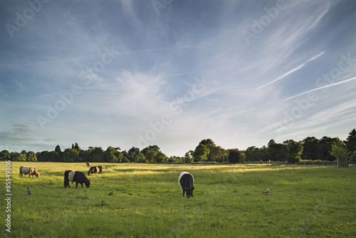 Cows in farm fields landscape on Summer evening in England