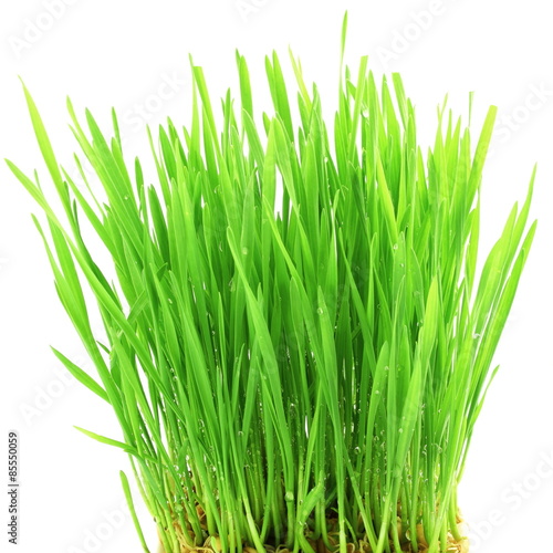fresh wheat grass sprouted in white background