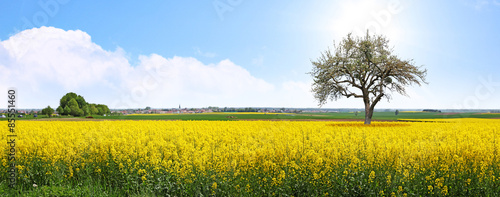 Rapsfeld Sommer Panorama photo