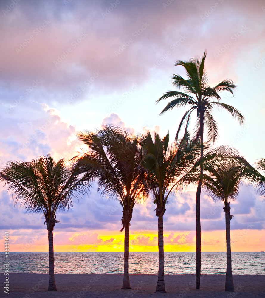 Miami Beach, Florida colorful summer sunrise or sunset with palm trees, beautiful sky and ocean