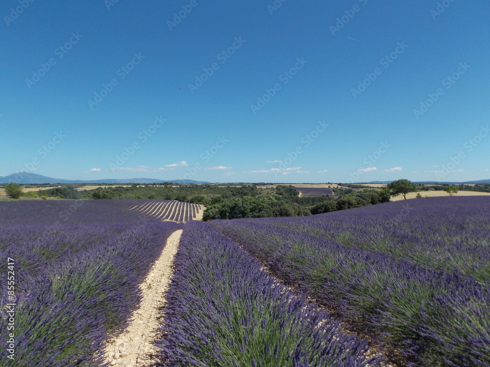 Fototapeta premium provence