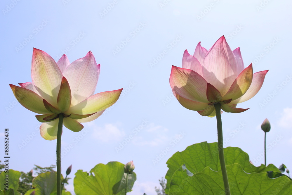 Obraz premium ハス