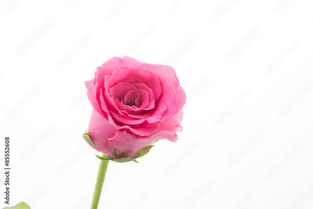 pink rose pink rose