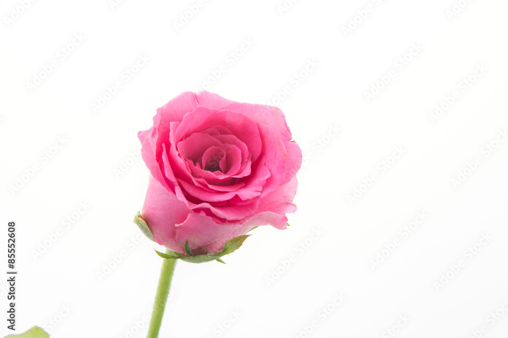 pink rose