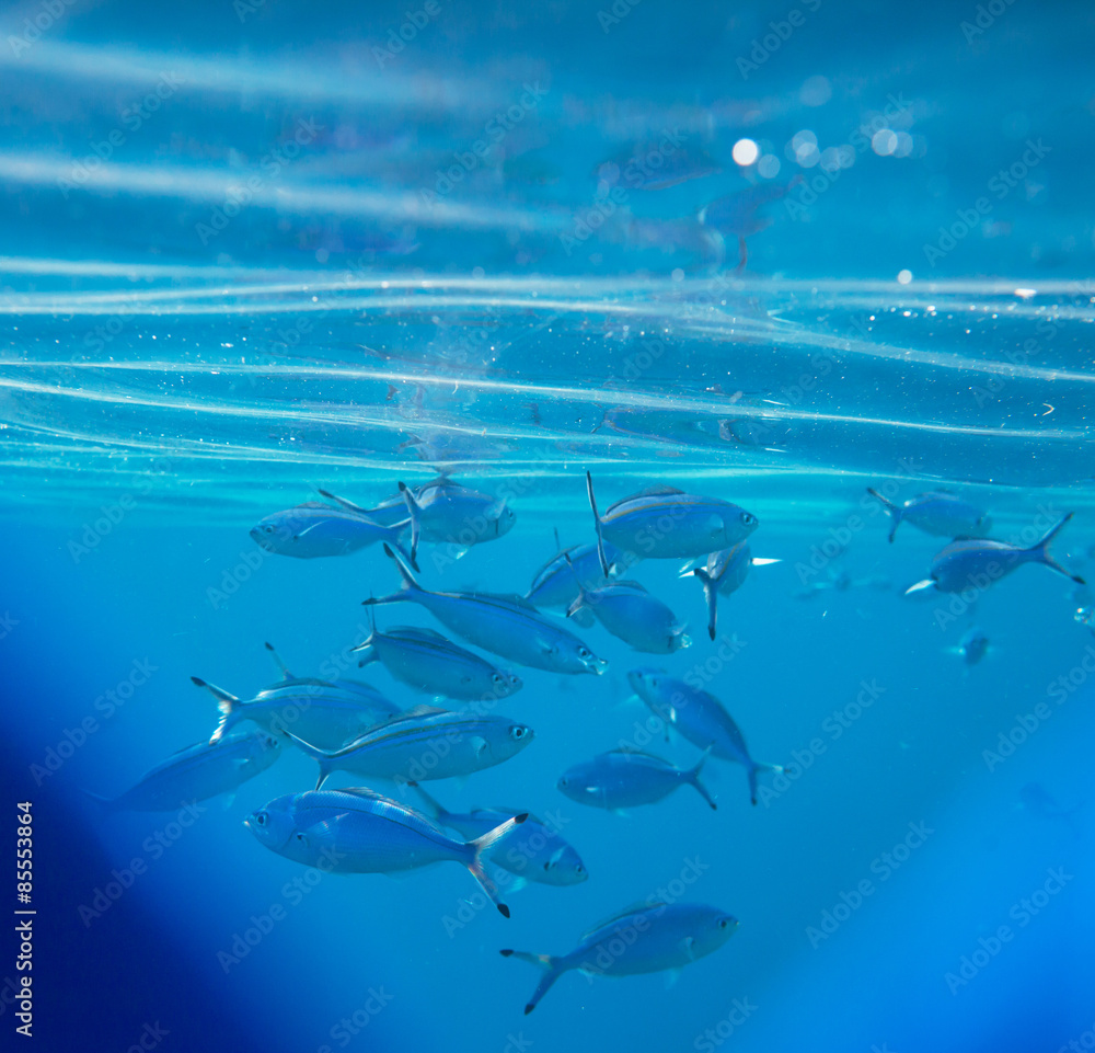 Obraz premium Coral fish