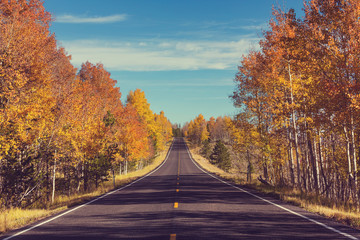 Autumn road