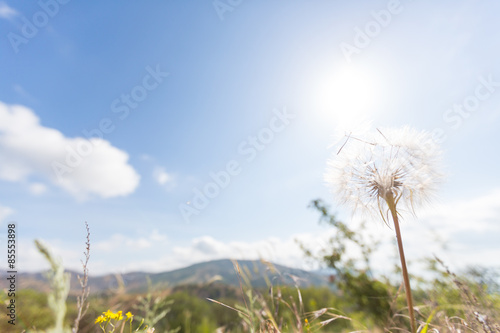 Dandelion