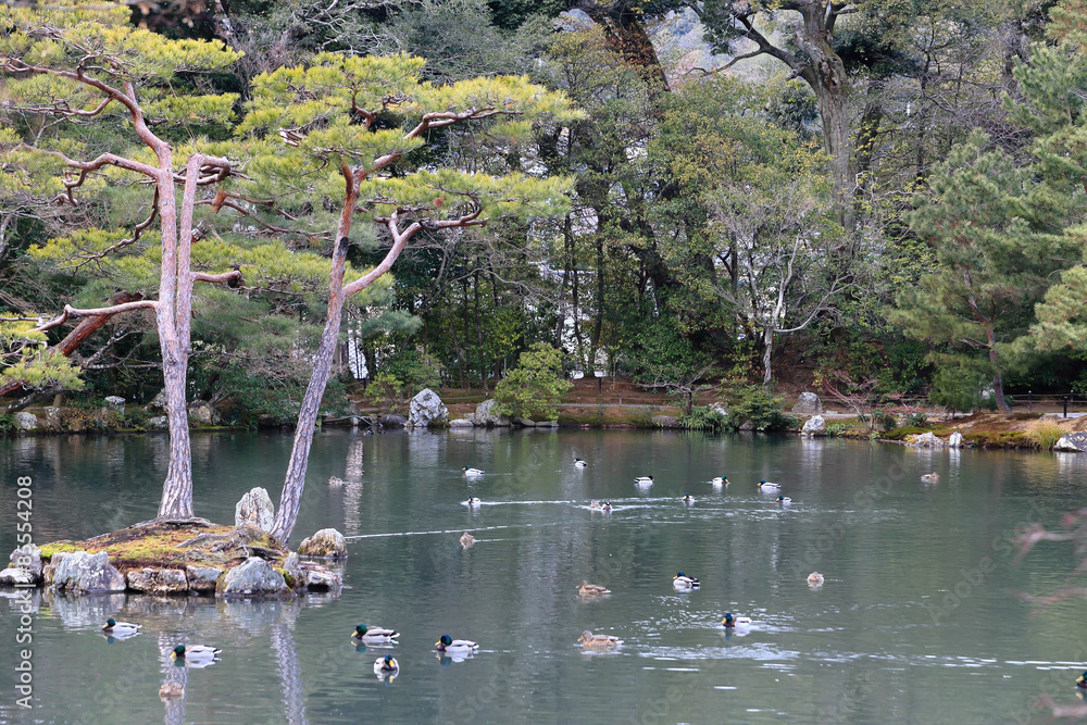 Naklejka premium Japanese garden at famous Kinkakuji