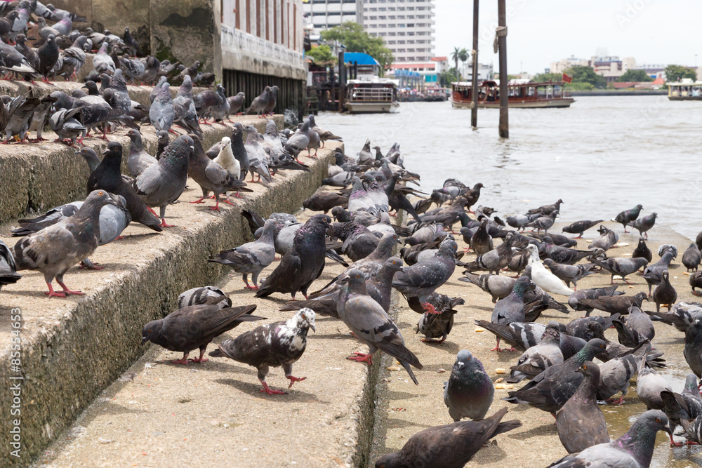 Obraz premium Pegeon feeding