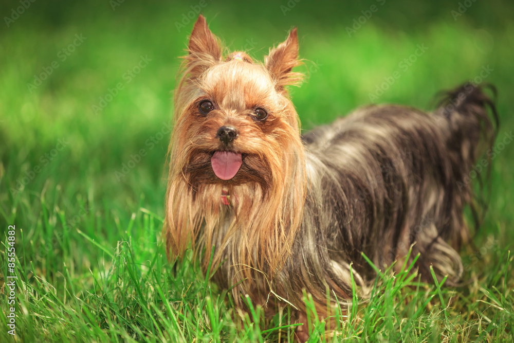 beautiful yorkshire terrier puppy dog standing in the grass beautiful yorkshire terrier puppy dog standing in the grass
