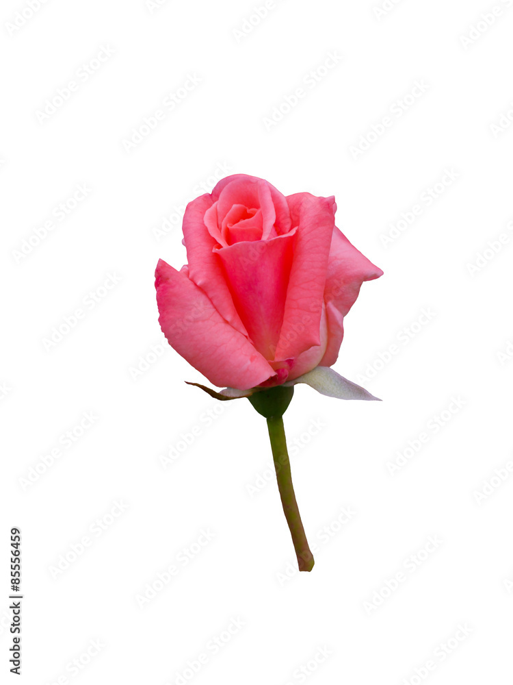 bright beautiful pink rose bright beautiful pink rose