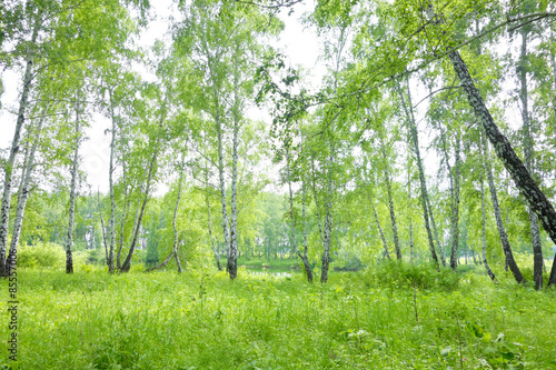 birch forest