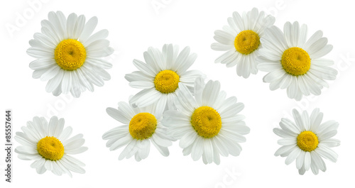 Foto Camomile group set isolated on white