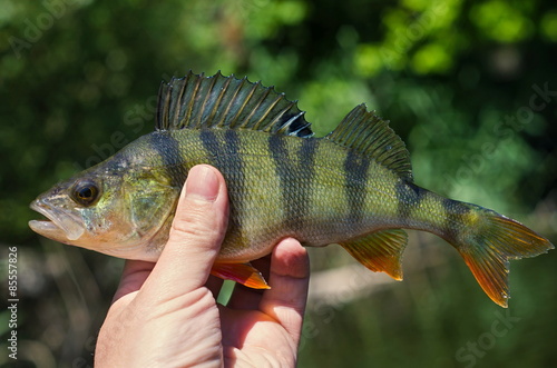 caught perch in hand
