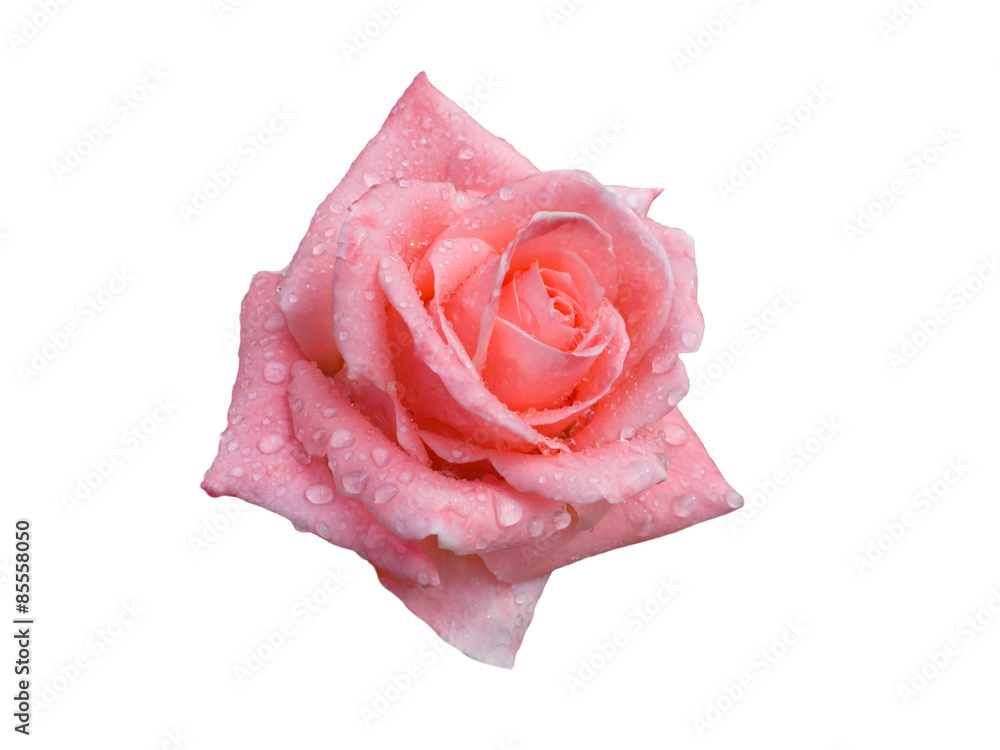 Rose with dew drops Rose with dew drops