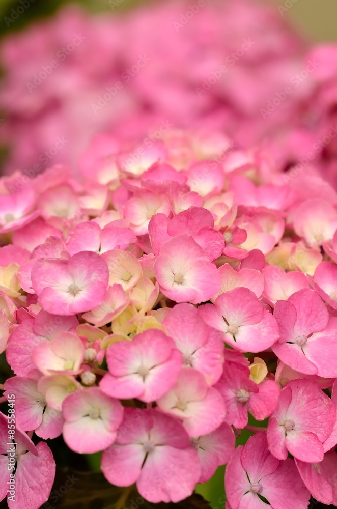 紫陽花 紫陽花