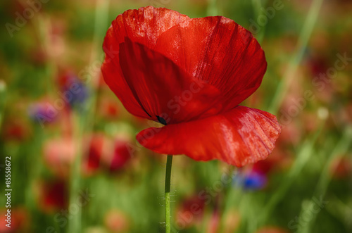 Poppy in a field