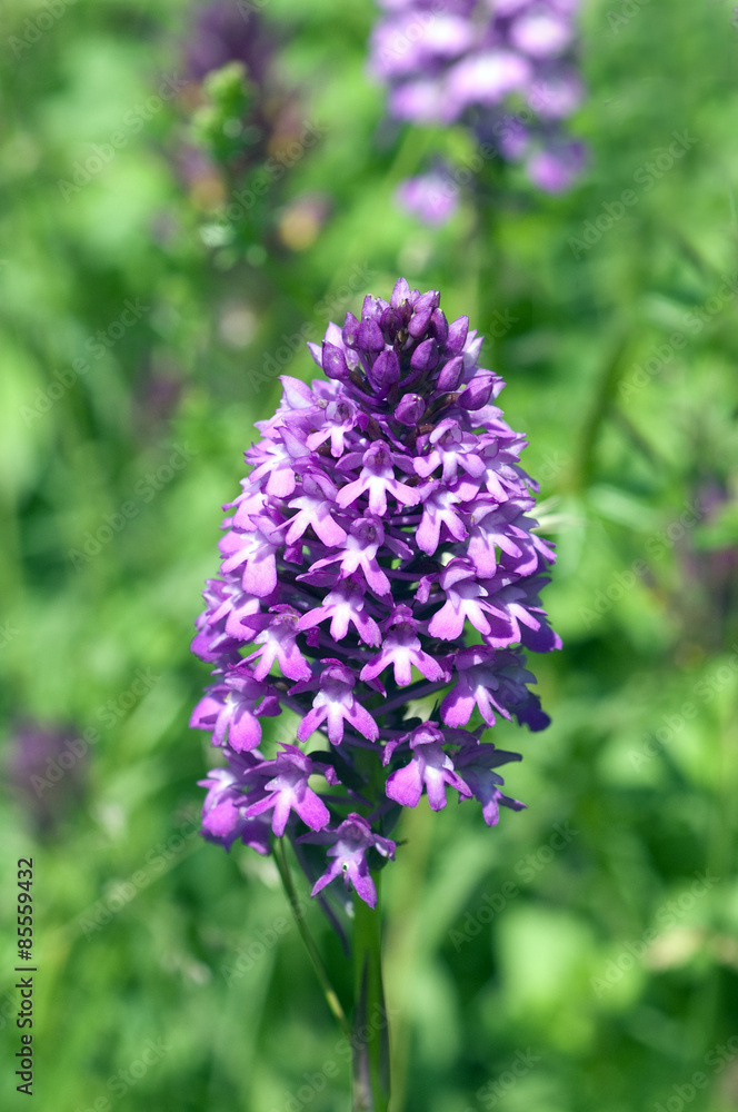 Pyramidenorchidee, Pyramiden-Orchidee, Anacamptis pyramidalis, Pyramidenorchidee, Pyramiden-Orchidee, Anacamptis pyramidalis,