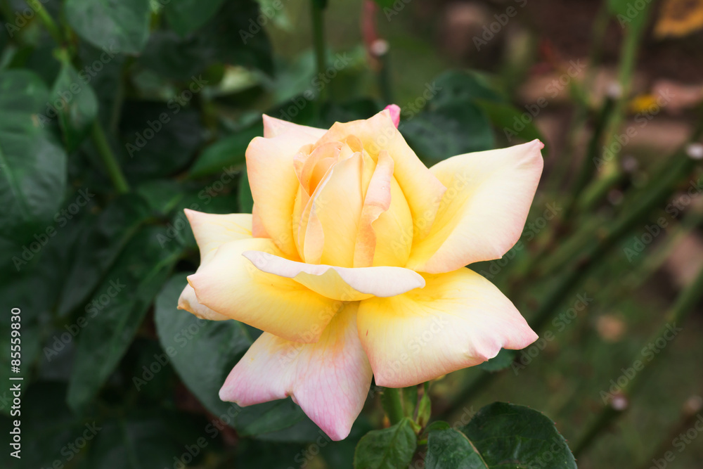 Yellow roses in a garden
Yellow roses in a garden