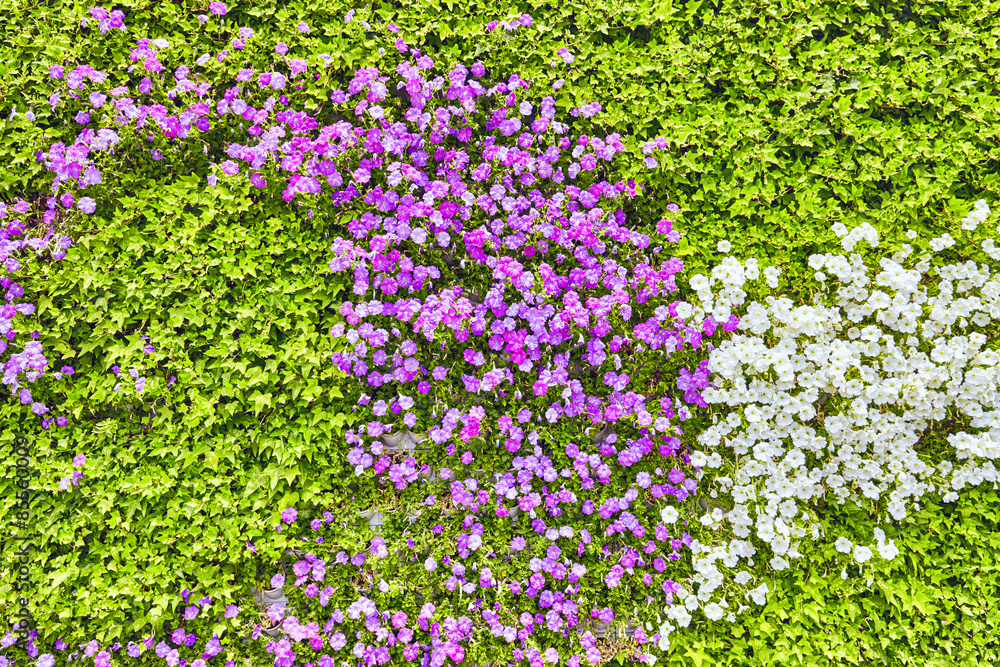 Abstract background of flowers (petunia ). Close-up. Abstract background of flowers (petunia ). Close-up.
