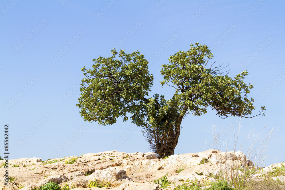 Golan Heights