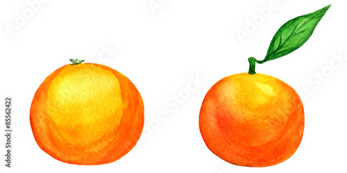 set of 2 vector watercolor tangerines isolated on white backgrou