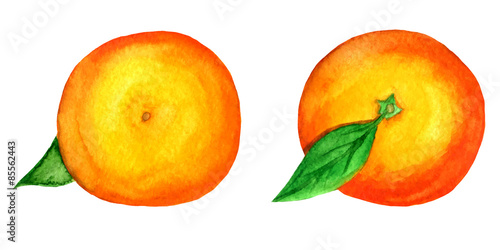 set of 2 vector watercolor tangerines isolated on white backgrou