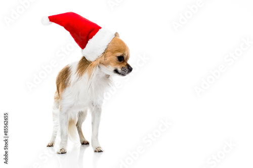 Fototapeta Naklejka Na Ścianę i Meble -  Cute Chihuahuas ready for Christmas.