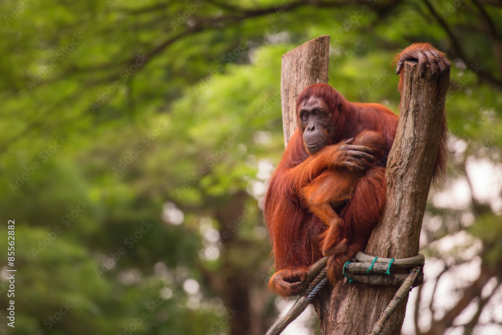 Fototapeta premium Orangutan in the Singapore Zoo