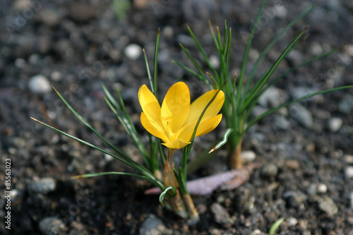 Szafran, krokus (Crocus L.) photo