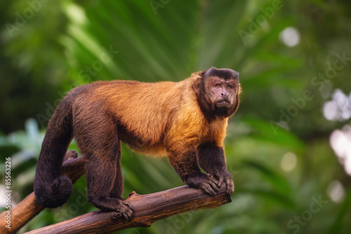 Vászonkép Brown capuchin monkey among the trees.