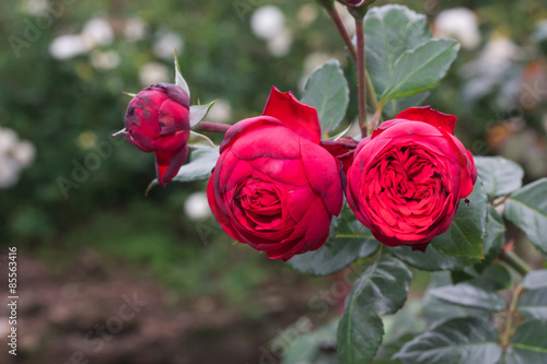 red roses in the garden  