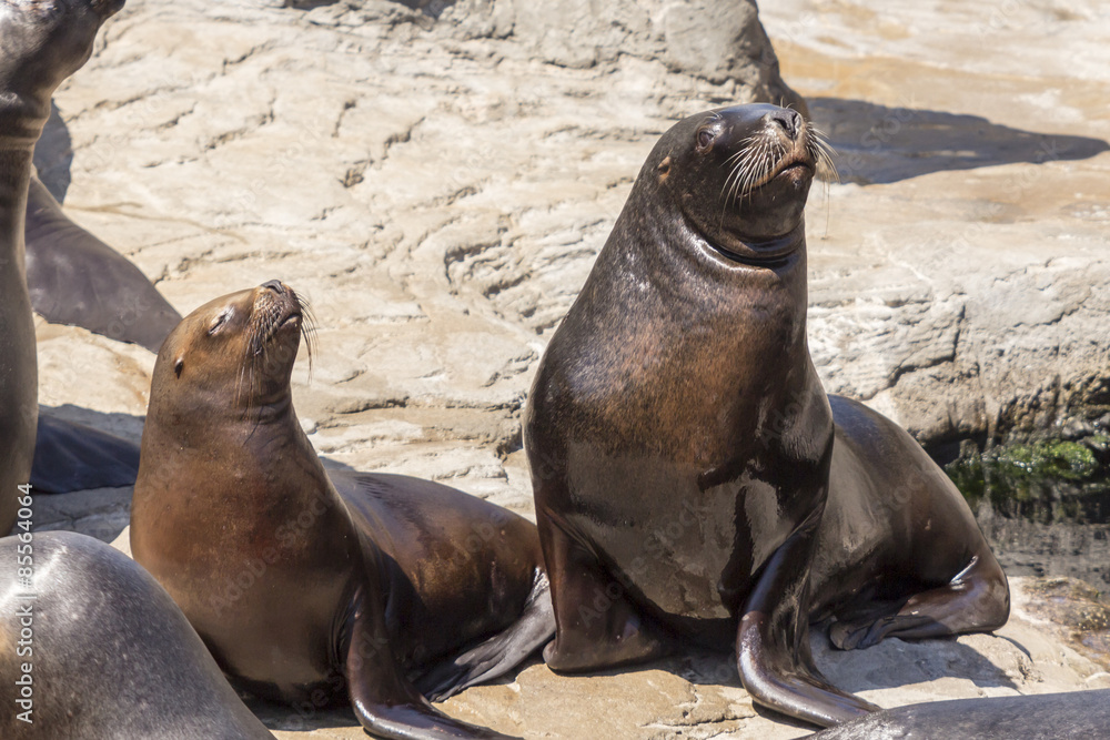 Fototapeta premium sea-lion