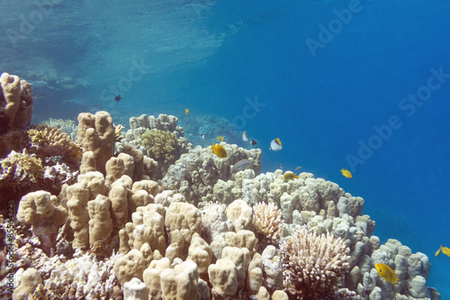 Coral reef with porites corals in tropical sea, underwater