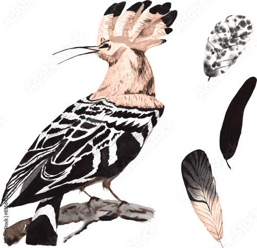 A set of hand-drawn watercolor containing bird Upupa epops and f