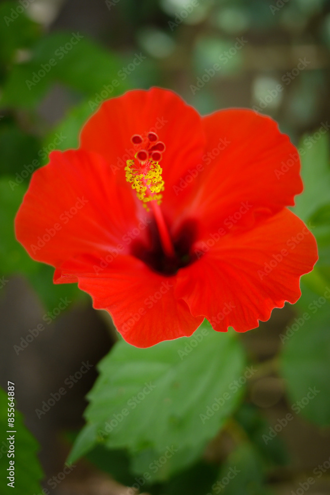 Closeup of red hibiscus Closeup of red hibiscus