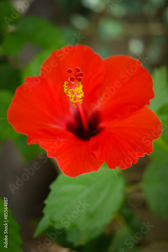 Closeup of red hibiscus