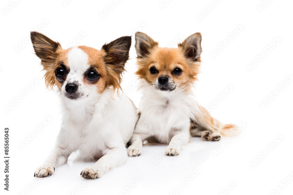 Cute Chihuahuas on white background