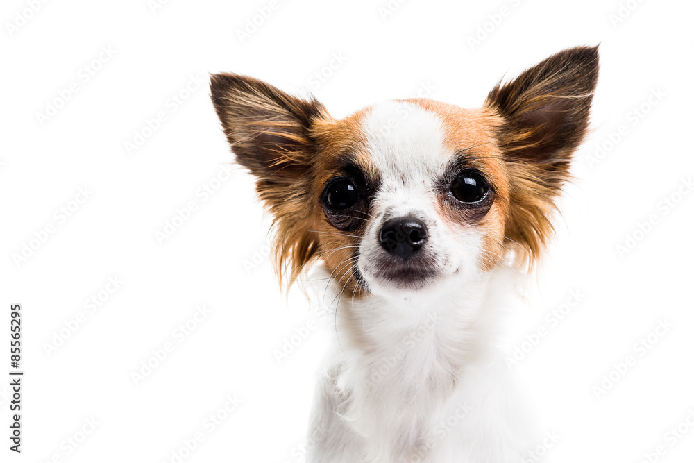 Cute Chihuahua on white background