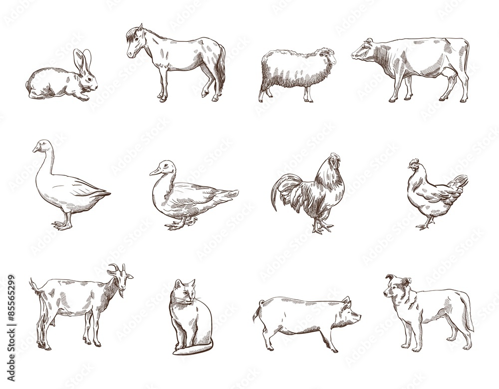 Farm animals Farm animals