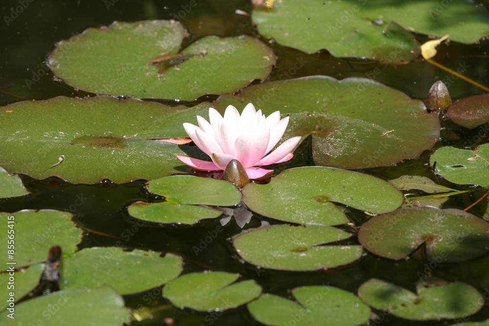 Lilie wodne (Nymphaea) - Oczko wodne Lilie wodne (Nymphaea) - Oczko wodne