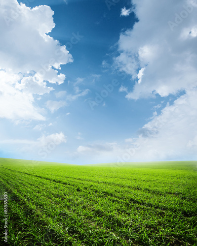 Quadro em tela picturesque green field and blue sky