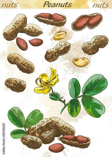 peanuts