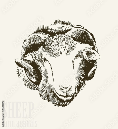 Sheep head